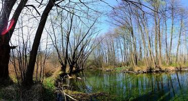 moor panorama view in the spring photo