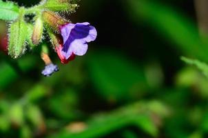 purple flower with green background photo