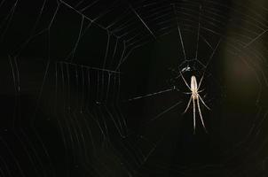 araña con red en el bosque foto