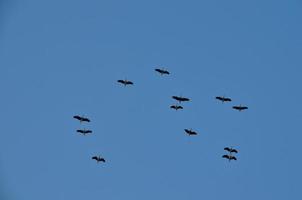 large birds on sky photo