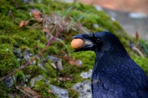 raven with nut in the beak photo