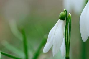 snowdrops detail view photo