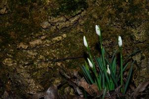 closed snowdrops the spring photo