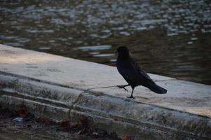 pájaro negro en el borde de una fuente foto