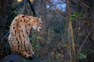 lynx sitting in zoo photo