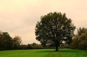 single tree on field photo