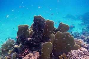 large coral in the sea photo