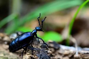 black shimmering beetle