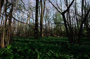 green forest the spring photo