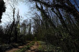 path in forest photo