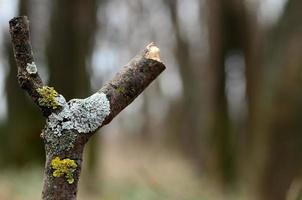 branch fork with lichens photo