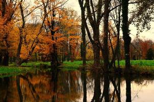 autumn forest and reflection in creek photo