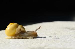 yellow snail on white with black photo