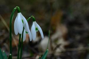 snowdrops in spring photo