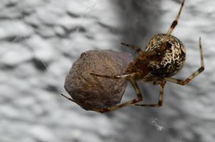 spider with cocoon photo