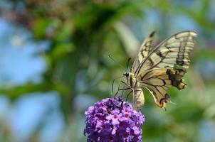 mariposa cola de golondrina al sol foto