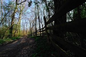 valla de madera y camino en el bosque foto