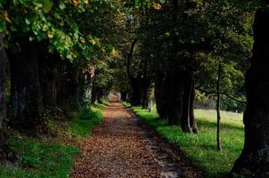 avenue with trees in autumn photo