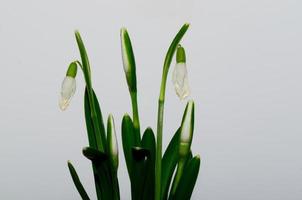 snowdrops and white background photo