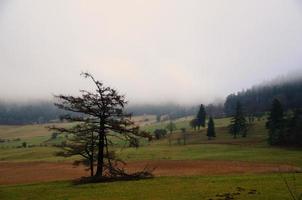 tree and forest in fog photo