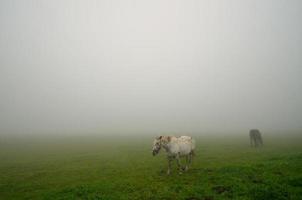 two horses on pasture in fog photo