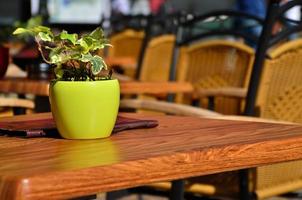 flower pot in the sun photo