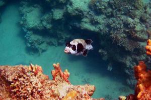 masks blowfish in the sea photo