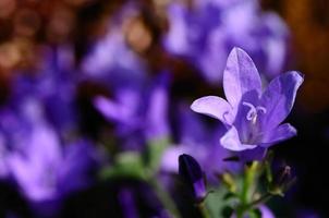 flor violeta en primavera foto