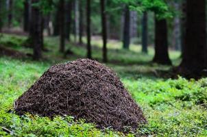 ant hill in the forest photo