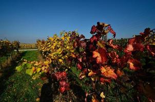 colorful leaves on vine sticks in autumn photo