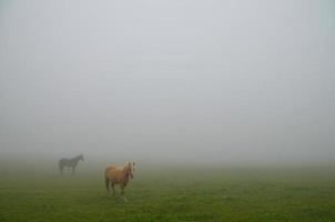 caballos en la niebla foto