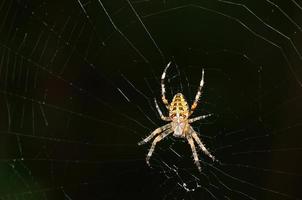 large spider with net