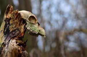 old animal skull on tree trunk photo