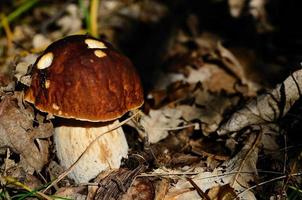 bolete grande en el bosque foto