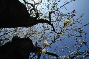 cherry tree below photo