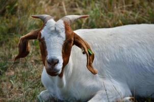 white goat in the zoo photo