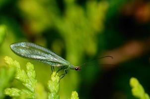 insect sitting on shrub photo