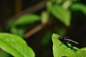 mosca de marzo en la hoja foto