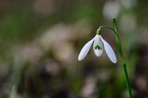 campanillas de invierno solas en la primavera foto