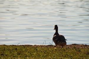 pato en la orilla de un lago foto