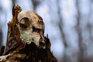 old animal skull photo