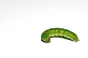 green caterpillar on white background photo