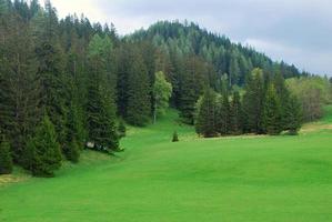 green meadow in the mountains photo