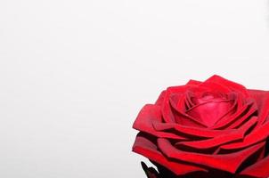 red rose on white photo