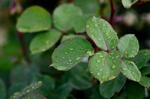 rosa pedales bajo la lluvia foto