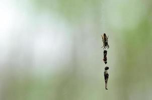 spider with prey photo