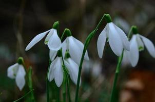 lots of fresh snowdrops photo