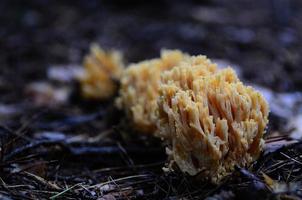 mushroom like coral photo