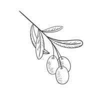 Branch olive vector illustration, black sketch in hand drawn style. Isolated olive leaf on white background. Vintage design organic food for print