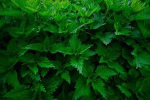 fresh nettles the spring photo